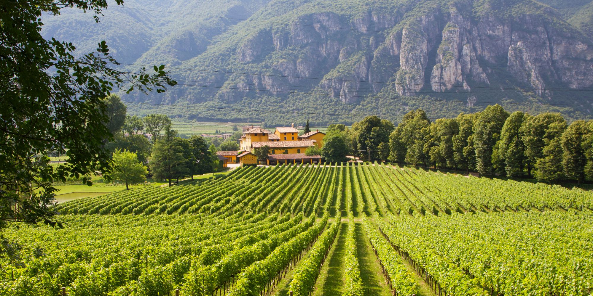 vineyard