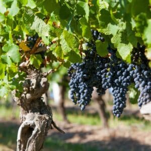 winery
