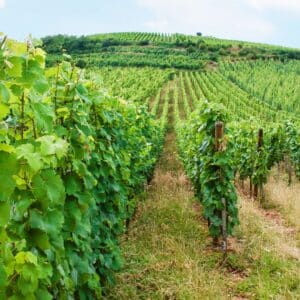 winery
