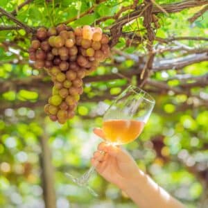 winery