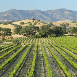 vineyards with mountains in the background