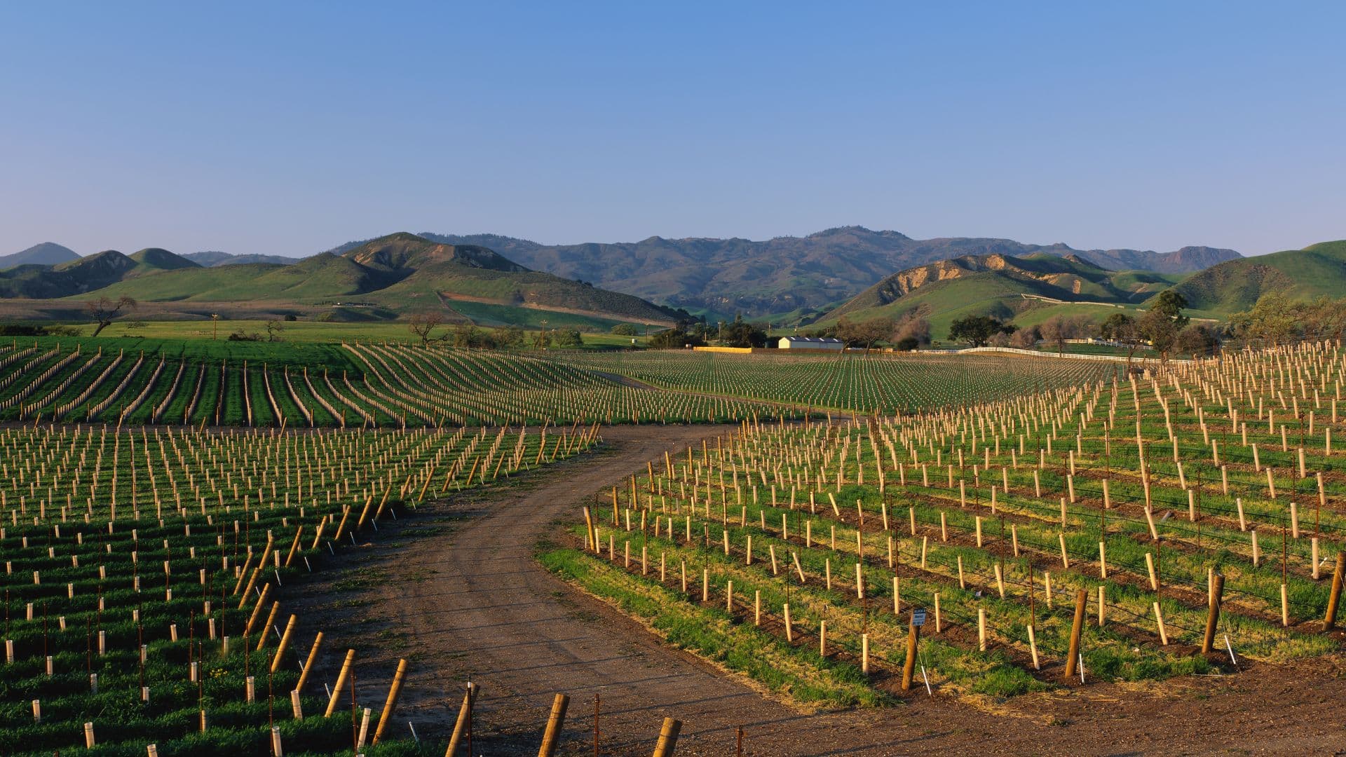 santa ynez valley vineyard