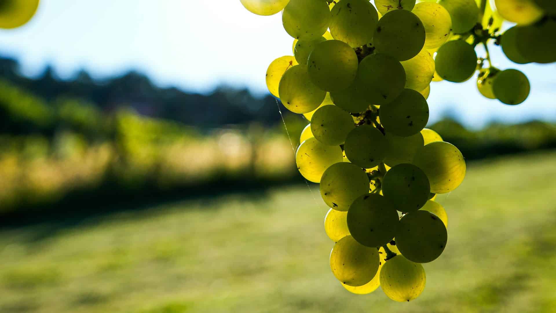 grapes feature