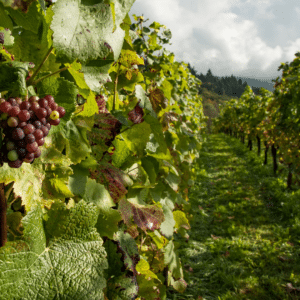 vineyard