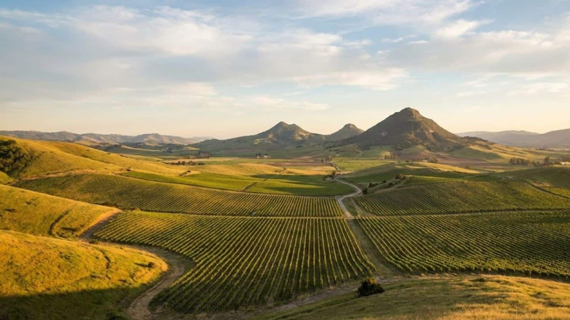 Panoramic view of Edna Valley vineyards at sunset with rolling hills and distant mountains.